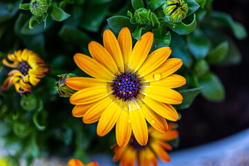 African Daisy, African Cape Marigold, wallpaper, high res