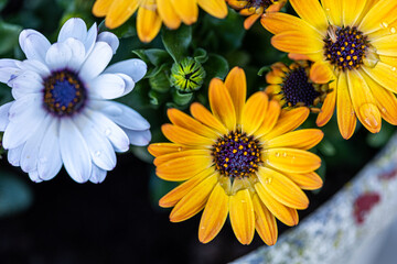 African Daisy, African Cape Marigold, wallpaper, high res