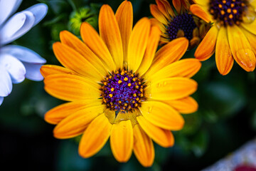 African Daisy, African Cape Marigold, wallpaper, high res