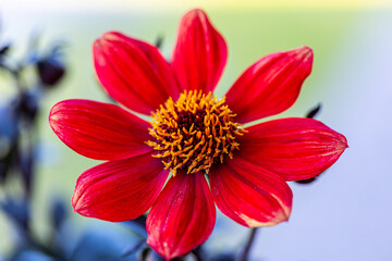 Dahlia, Bishop of Auckland, wallpaper, background, flower, high res