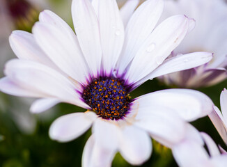 White African Daisy, wallpaper, Flower background, high res