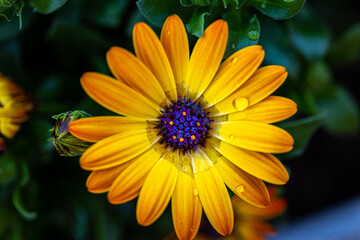 African Daisy, African Cape Marigold, wallpaper, high res