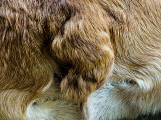 Close-up of the tail of a healthy purebred French Bulldog. A naturally broken tail is a sign of the breed. Content for veterinary clinics.