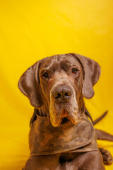 Great Dane dog with beautiful color, photoshoot in studio