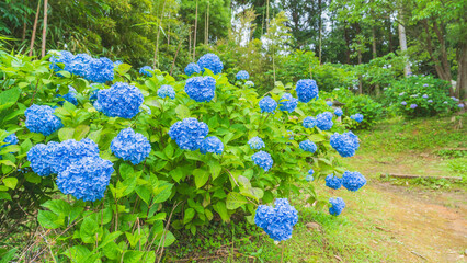 hydrangea アジサイ 紫陽花