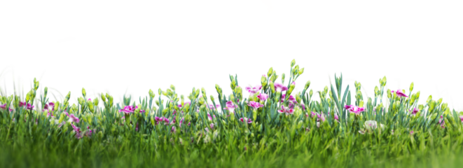 Wild flowers on the meadow isolated on transparent white background