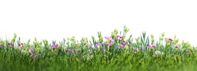  Wild flowers on the meadow isolated on transparent white background © Photocreo Bednarek