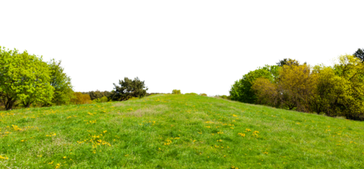 Green landscape with trees, green grass and flowers isolated on transparent white background