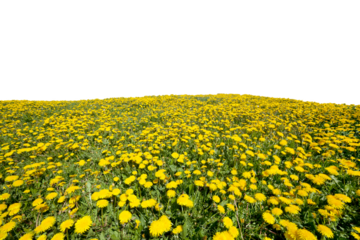 Green meadow with dandelion flowers isolated on transparent white background