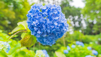 hydrangea アジサイ 紫陽花