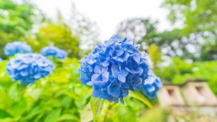hydrangea アジサイ 紫陽花