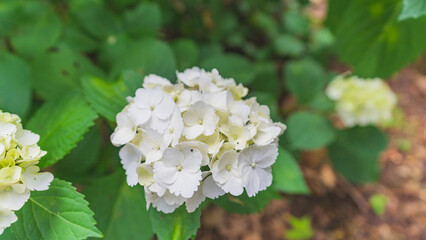 hydrangea アジサイ 紫陽花