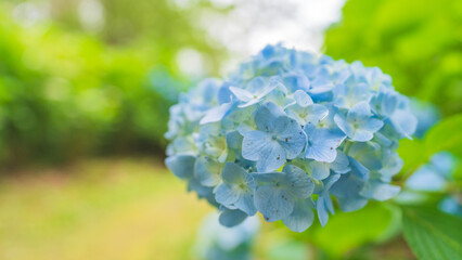 hydrangea アジサイ 紫陽花