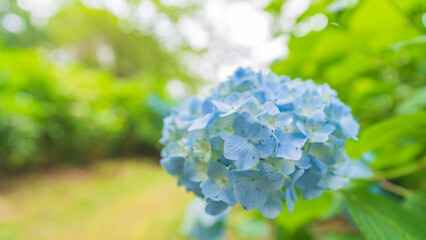 hydrangea アジサイ 紫陽花