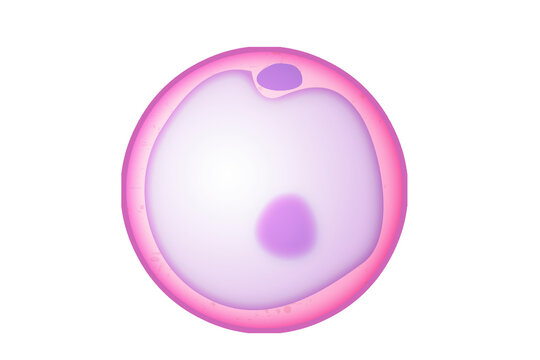 Oocyte as an immature egg