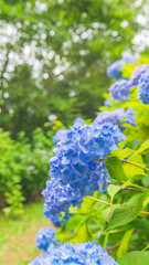 hydrangea アジサイ 紫陽花