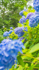 hydrangea アジサイ 紫陽花