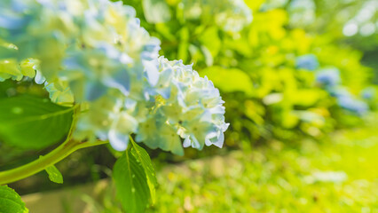 hydrangea アジサイ 紫陽花