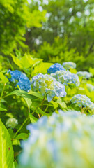 hydrangea アジサイ 紫陽花