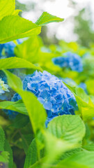 hydrangea アジサイ 紫陽花