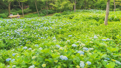 hydrangea アジサイ 紫陽花