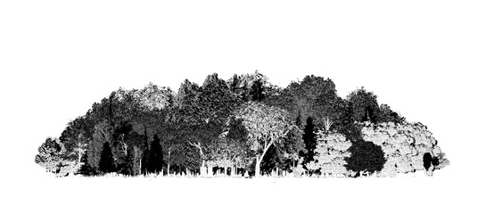 group of trees isolated on a transparent background, forest, sketch, outline illustration, cg render