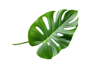 Monstera leaf isolated on transparent background. Generative Ai