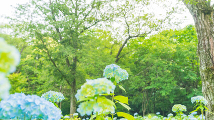 hydrangea アジサイ 紫陽花