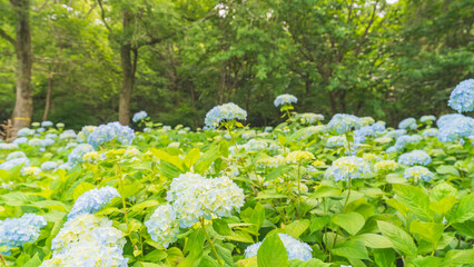 hydrangea アジサイ 紫陽花