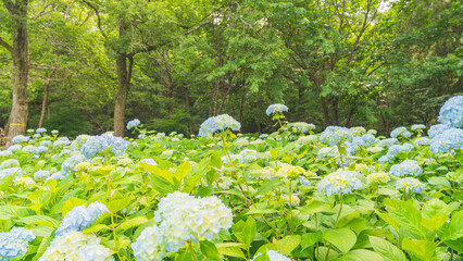 hydrangea アジサイ 紫陽花