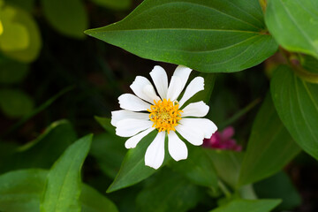 Zinnia flower in the garden