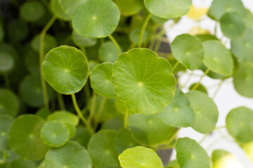 Fresh green centella asiatica plant