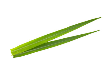 Sugar cane leaves on white background. © Bowonpat