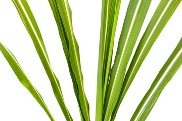 Obraz premium Sugar cane leaves on white background.
