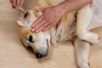 The owner buries drops in the ears of the labrador retriever dog. Dog treatment at home.