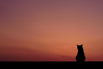 猫と夕焼け