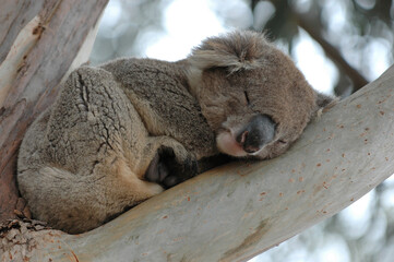 Koala - Phascolarctos cinereus