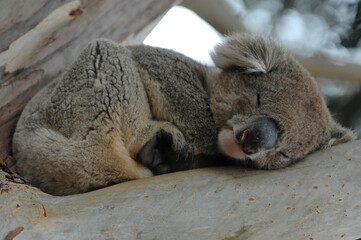 Koala - Phascolarctos cinereus