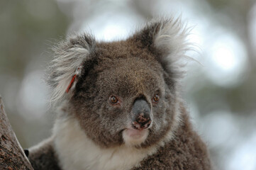 Koala - Phascolarctos cinereus