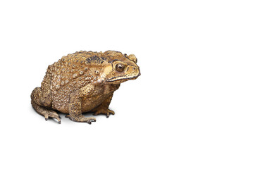 Common toad or Southeast Asian toad isolated on white background
