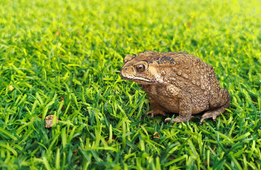 Common toad or Southeast Asian toad on green grass