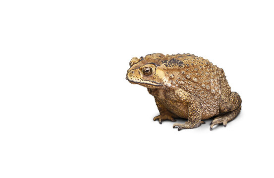 Common toad or Southeast Asian toad isolated  PNG transparent
