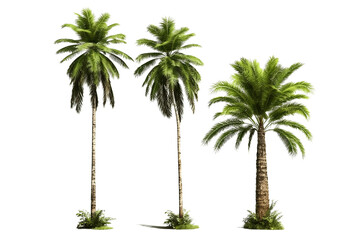 Palm trees isolated on transparent background, tropical palm tree over white background, foliage design. generative ai