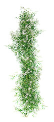 Plants ivy or a trail of realistic ivy leaves. Ivy green with white flower. Png transparency	
