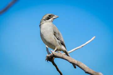 White-banded Tanager (Neothraupis fasciata)