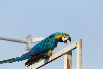 Close up of colorful scarlet macaw parrot pet perch on roost branch with blue clear sky background