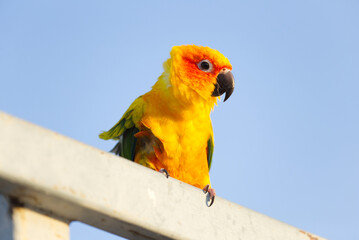 Lovely Beautiful orange Yellow green parrot  Sun Conure on roost branch with blue clear sky background