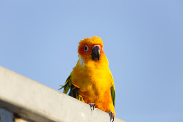 Lovely Beautiful orange Yellow green parrot  Sun Conure on roost branch with blue clear sky background