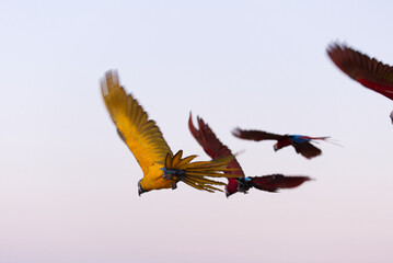 flock of colorful macaw parrot flying in bright blue sky background 