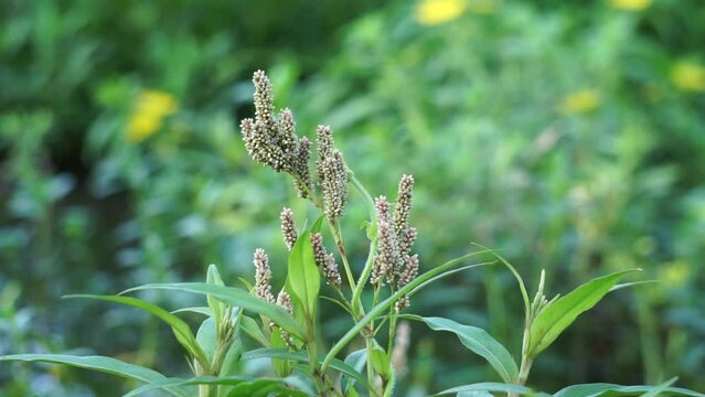 Persicaria maculosa (Also called Polygonum persicaria, buckwheat, lady's thumb, spotted lady's thumb, Jesusplant, redshank). The young leaves may be eaten as a leaf vegetable